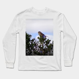 White crowned sparrow in a blue blossom Ceanothus Thyrsiflorus bush 3 Long Sleeve T-Shirt